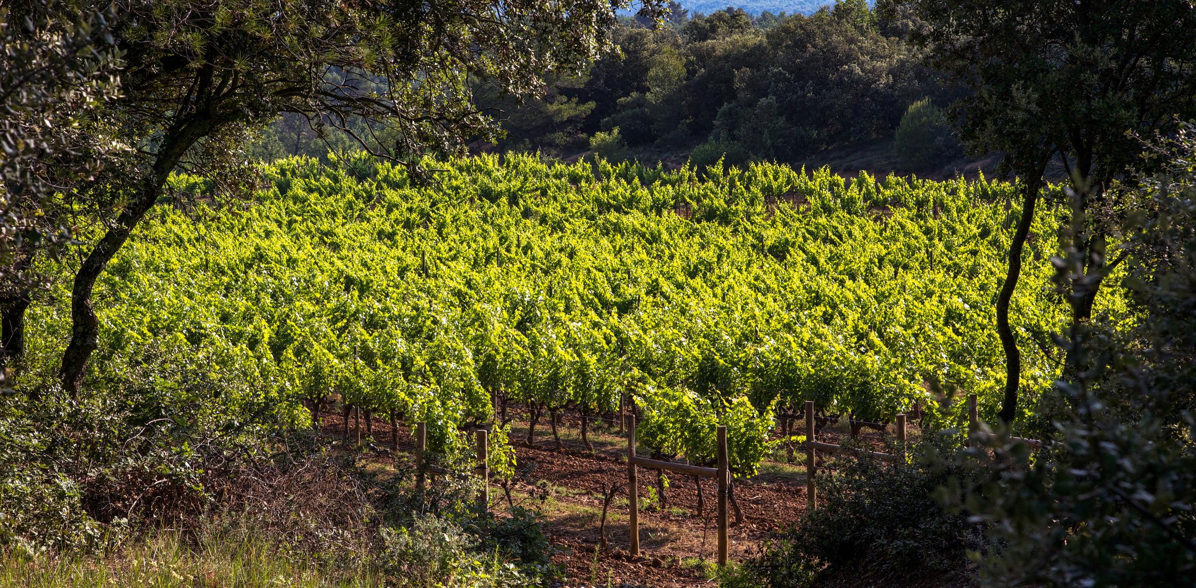 Revelette – Weingut