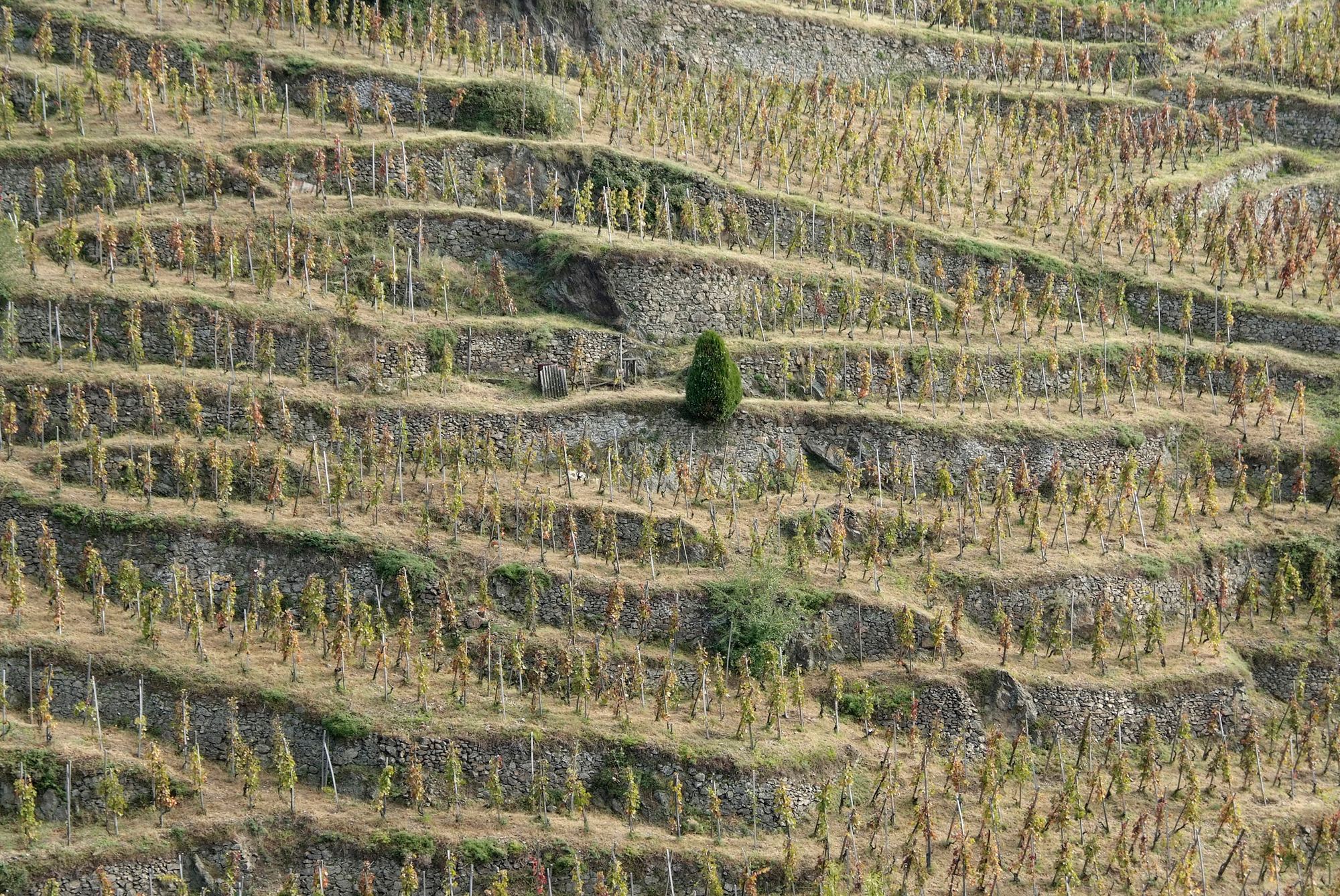 Maison Stephan – Weingut