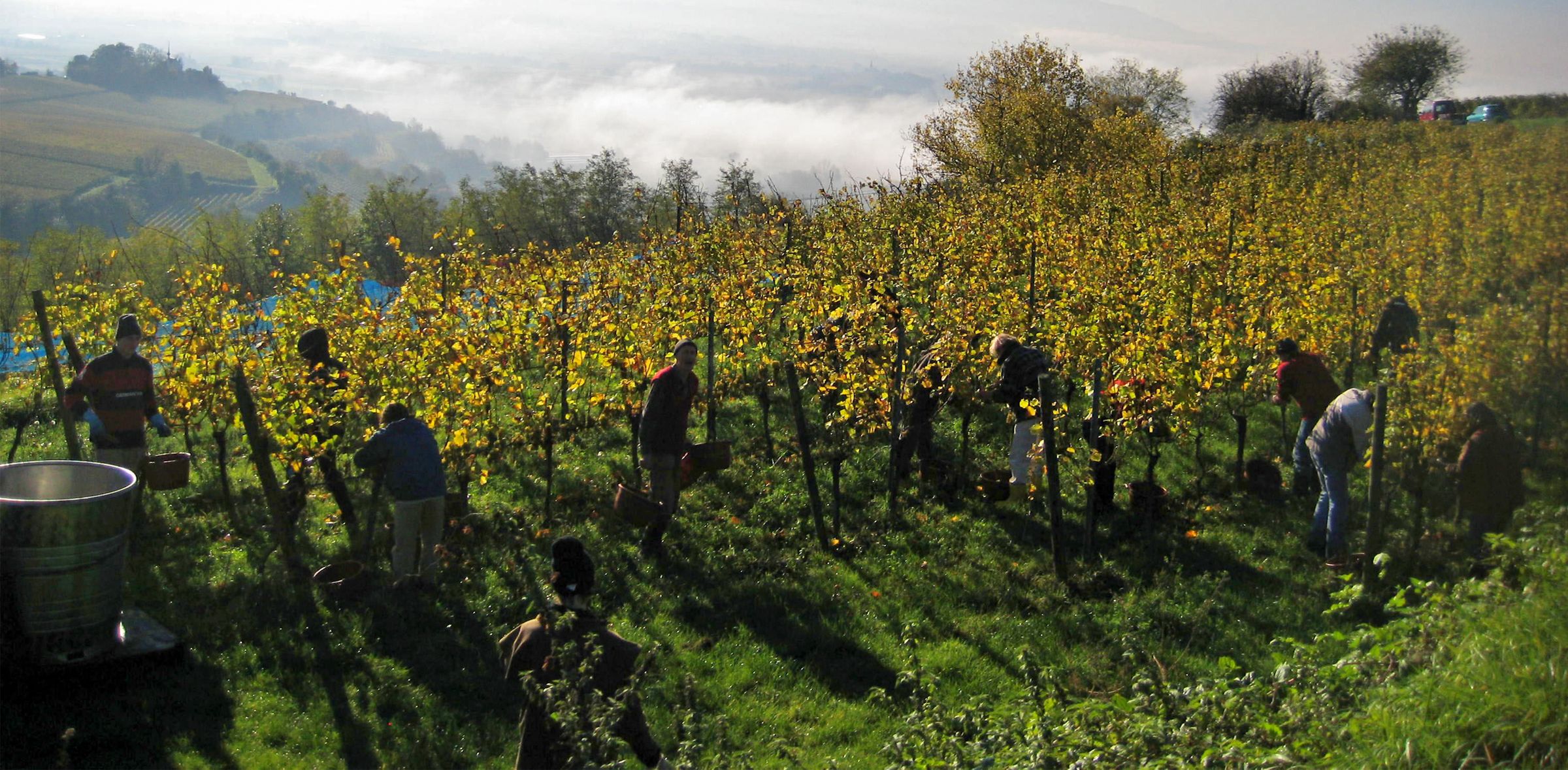 Vorgrimmler – Weingut
