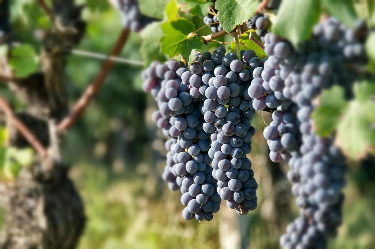 Roagna – Weingut
