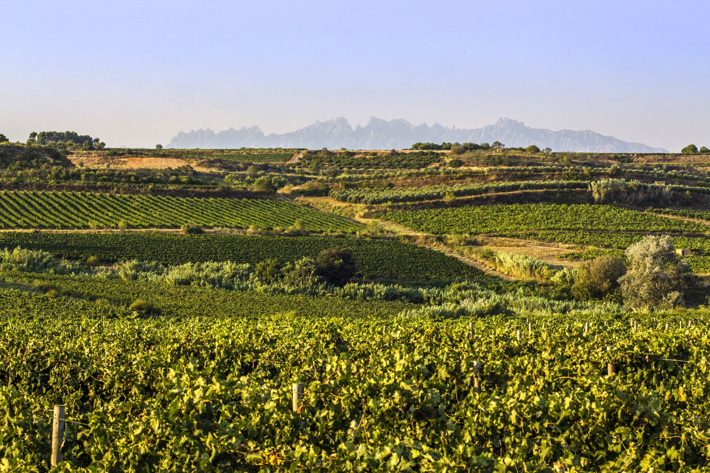 Gramona – Weingut