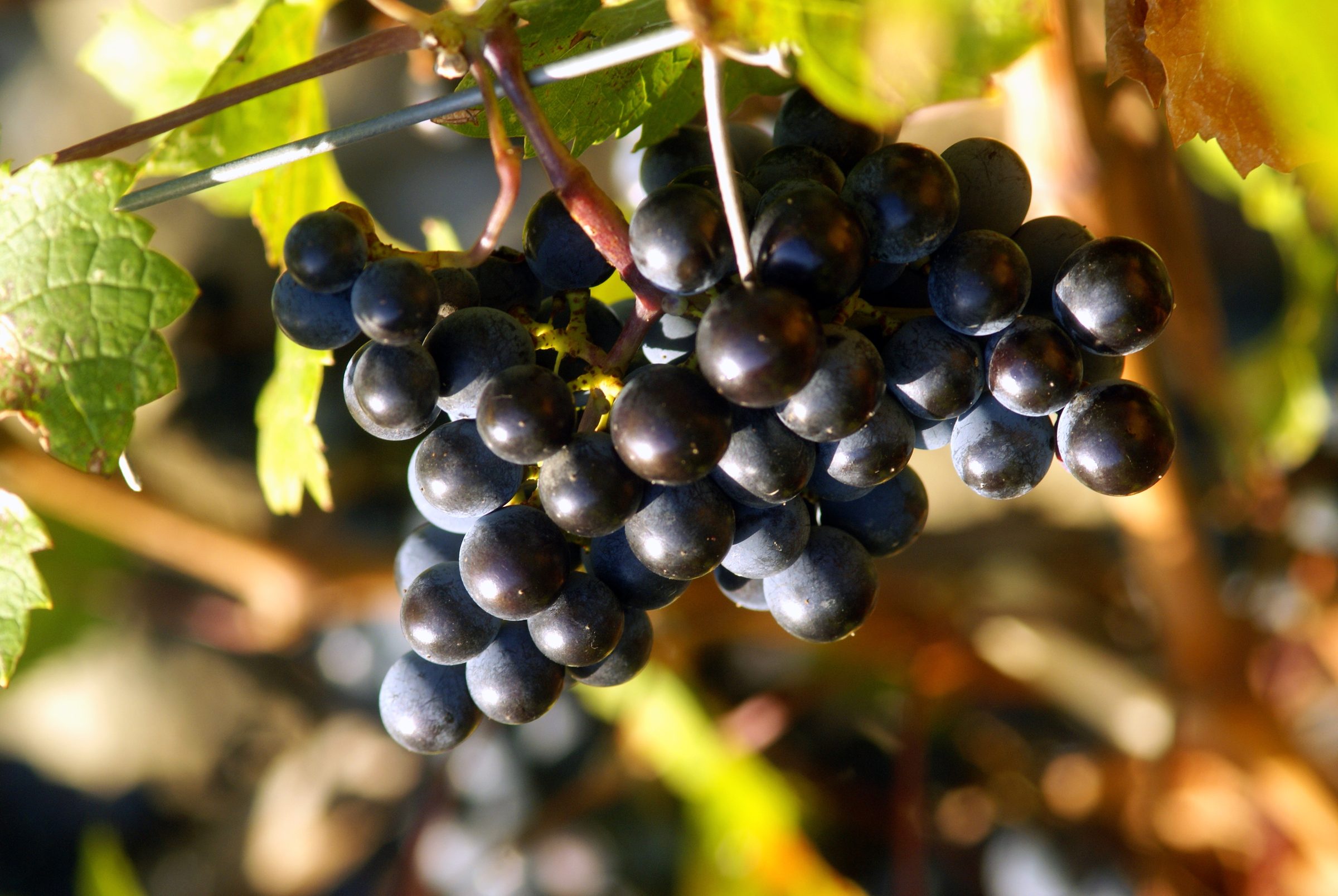Duemani – Weingut
