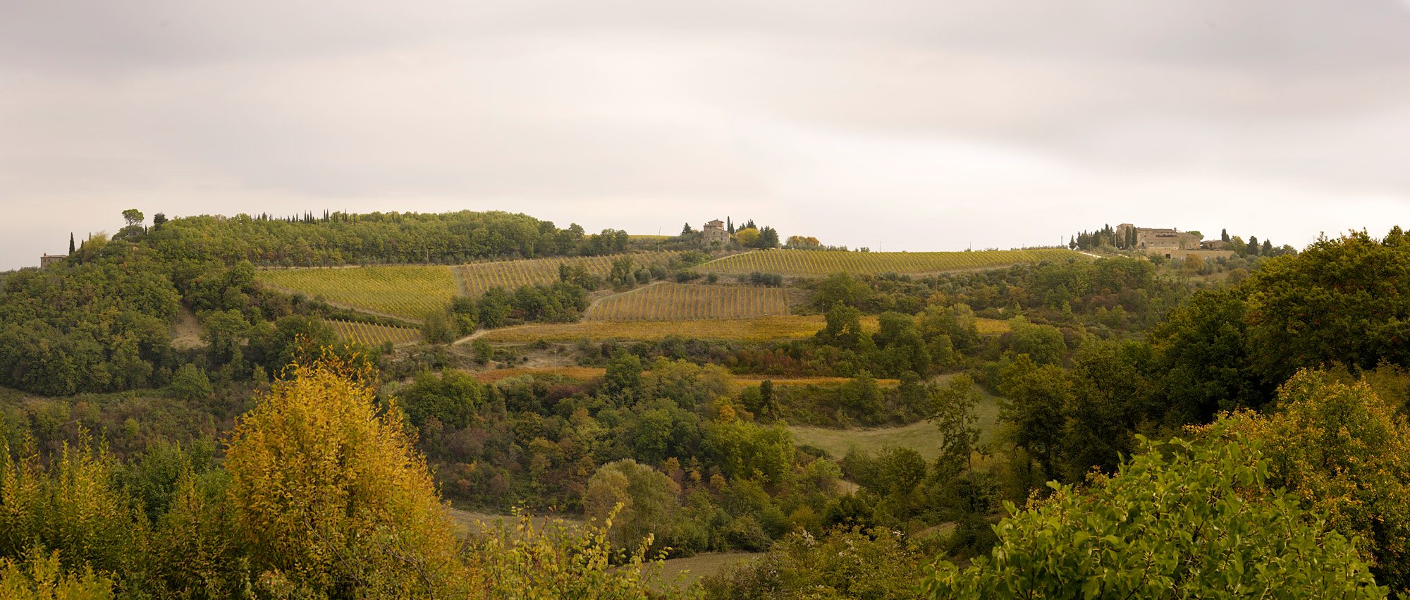 Corzano e Paterno – Weingut