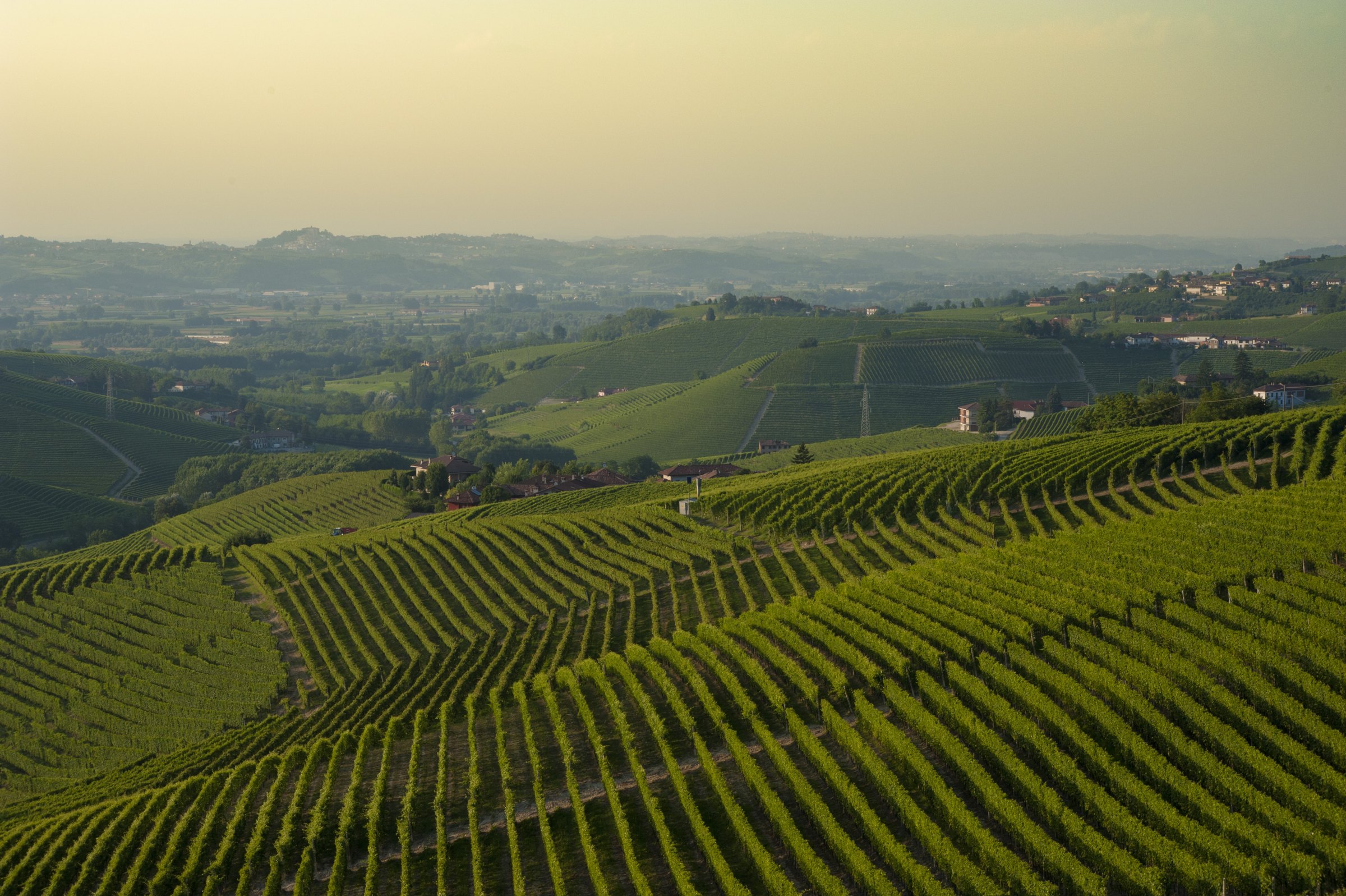 Olek Bondonio – Weingut