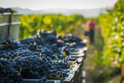 Domaine les Bruyères