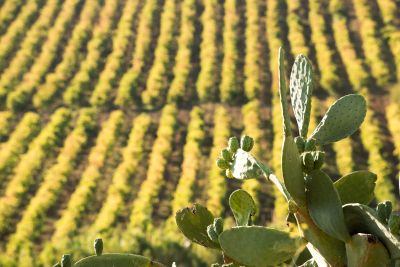 Vino Lauria