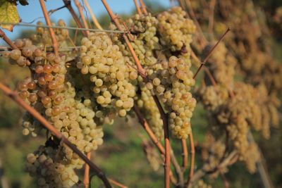 Aphros Wine